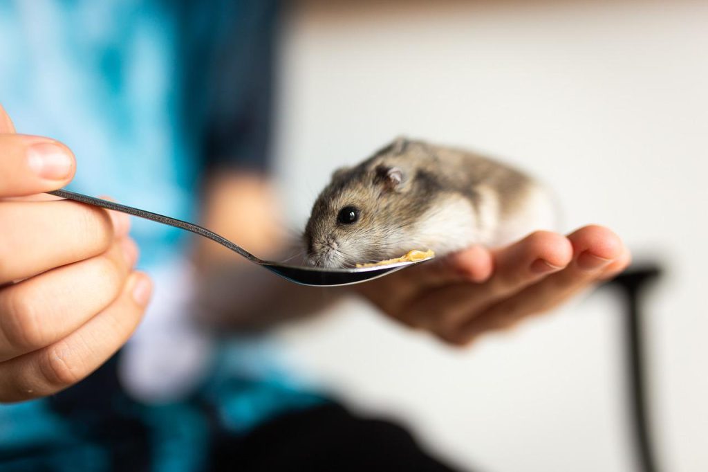 5 conseils elevage hamster