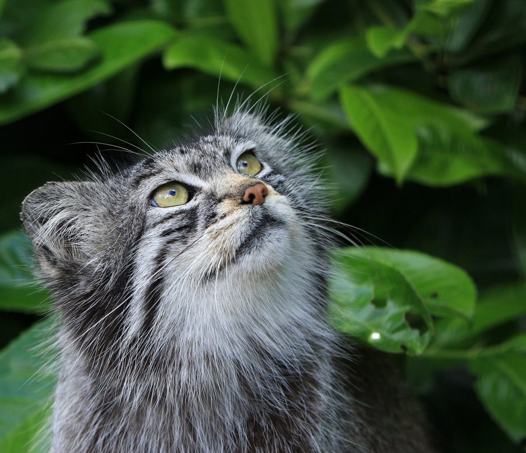 possible apprivoiser chat sauvage