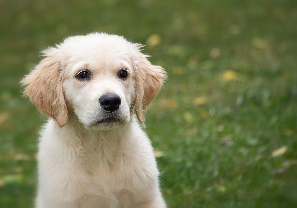 quelle est esperance vie golden retriever